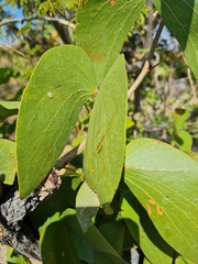 Colophospermum mopane image