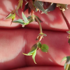 Euphorbia microsphaera