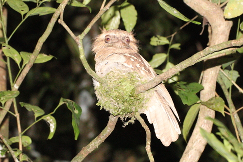 Philippine Frogmouth (Batrachostomus septimus), photo 7