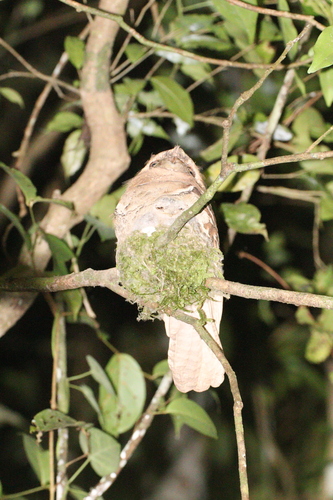 Philippine Frogmouth (Batrachostomus septimus), photo 8