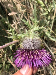 Cirsium andrewsii