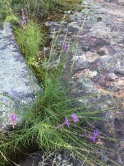 Liatris microcephala