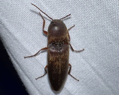Diplostethus carolinensis