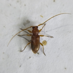 Pseudolepturges triplarinus