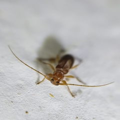 Pseudolepturges triplarinus