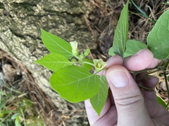 Calliphysalis carpenteri