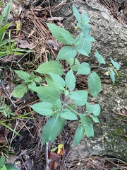 Calliphysalis carpenteri