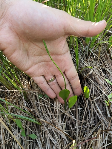 Image of Ophioglossum pusillum by (c) Étienne Léveillé-Bourret, some rights reserved (CC BY)