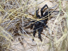 Amblyocarenum walckenaeri