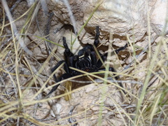 Amblyocarenum walckenaeri