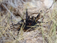 Amblyocarenum walckenaeri