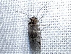 Teliapsocus