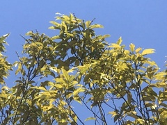 Castanopsis carlesii