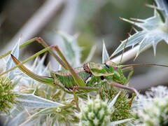 Parasteropleurus martorellii