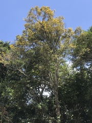 Castanopsis carlesii