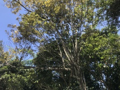 Castanopsis carlesii