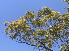 Castanopsis carlesii