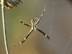 Argiope lobata