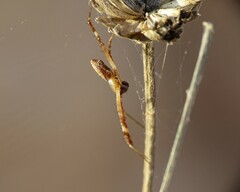 Argiope lobata