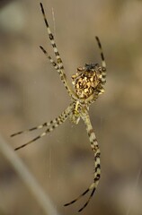 Argiope lobata