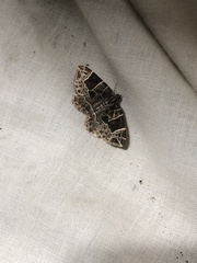 Gandaritis atricolorata