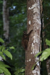 Cynocephalus volans