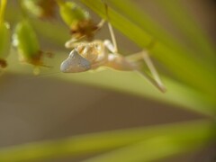 Iris oratoria