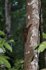 Cynocephalus volans