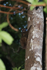 Cynocephalus volans