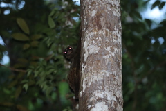 Cynocephalus volans