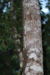 Cynocephalus volans