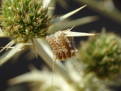 Empusa pennata
