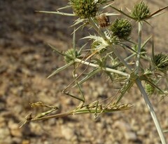 Empusa pennata