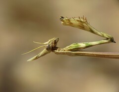 Empusa pennata