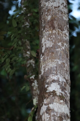 Cynocephalus volans