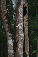 Cynocephalus volans
