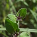 Matelea biflora - Photo (c) Marc Opperman,  זכויות יוצרים חלקיות (CC BY)