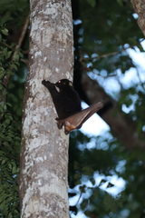 Cynocephalus volans