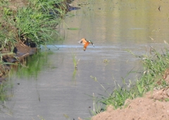 Alcedo atthis ispida