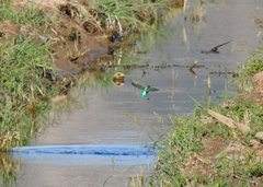 Alcedo atthis ispida