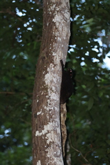 Cynocephalus volans