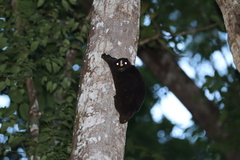 Cynocephalus volans
