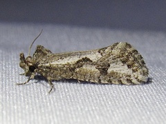 Acrolophus variabilis