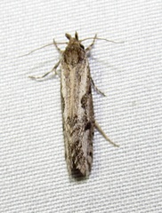 Acrolophus variabilis