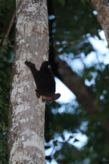 Cynocephalus volans
