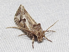 Acrolophus variabilis