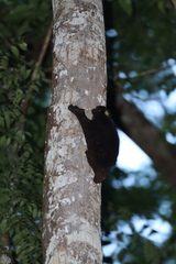 Cynocephalus volans