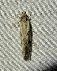 Acrolophus variabilis
