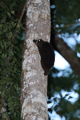 Cynocephalus volans