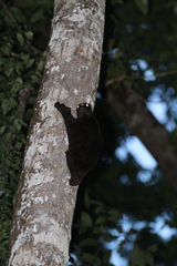 Cynocephalus volans